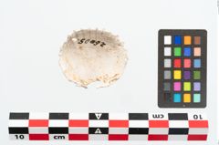 Foto von Muschelschale (NHMW-PRAE-026005)